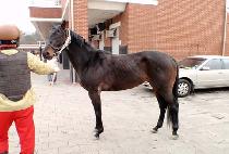 ������ (GOBBLE SHOT) ����