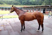 ��ȣ�⸲ (MAENGHOCHULLIM) ����