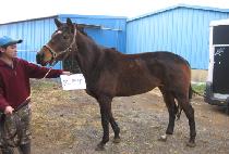 BOLD GUARDNESS picture