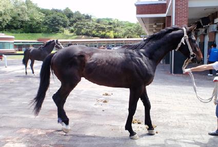 �ȱⱺ ����