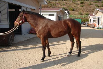 �������Ƽ ����