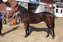 �������� (GORYEODAEJANG) ����