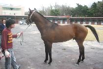 �̱۽��� (EAGLE STONE) ����