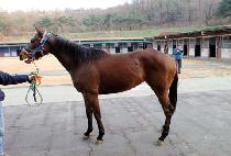 �������� (STORM WINDY) ����