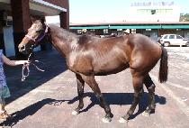 ����Ʈ���̽� (BEST ACE) ����