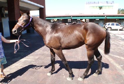 ����Ʈ���̽� ����