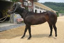 �����Է� (NAEGERO) ����