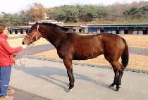 ����Ʈ���� (SMART ROSE) ����