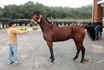 ��ũ�Ҵ� (PINK PANDA) ����