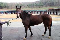 ȭ���Ѽ��� (HWARYEOHANSESANG) ����