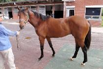 �������� (MOLLY WAY) ����