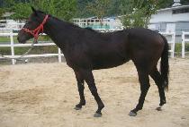 �Ѷ󿩽� (HALLA YEOSIN) ����