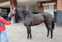 ��ġ�ͺ� (ELCHI TURBO) ����