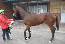 ��������� (ORANGE HYANGGI) ����