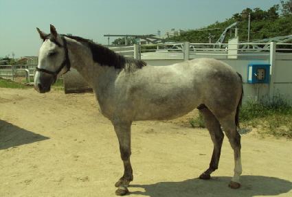 ����ü�̼� ����