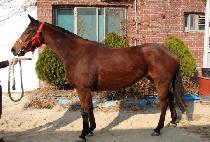 �̷����� (IREOLSUGA) ����