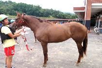 ����Ŭ�ι� (SEVEN CLOVER) ����