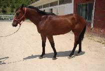 ������ (DANGDAE SUU) ����