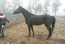 ������ (HIDDEN QUEEN) ����