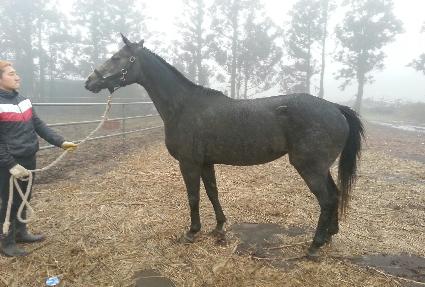 ������ ����