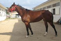 �ְ����̽� (CHOEGANG RACE) ����