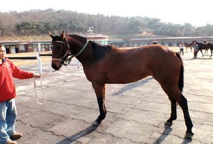 �Ƴ�Ų ����