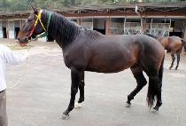 �������� (JEOKBYEOKDAEJEON) ����