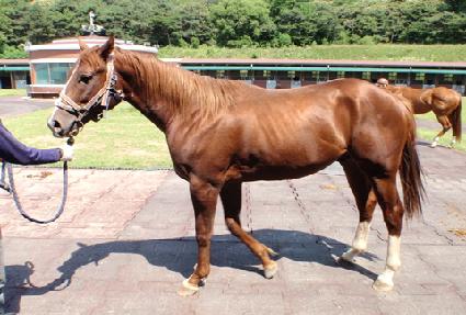 ������ ����