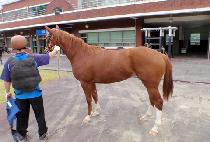 ������������ (HAPPY PRINCESS) ����