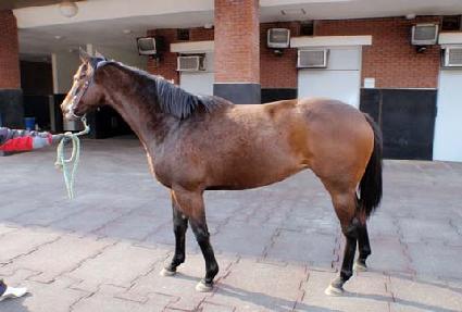 ��������Ƽ ����