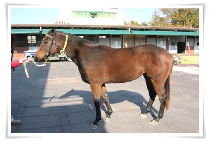 ������ ����