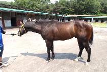 �����ͺ��� (BUSTER BELIE) ����