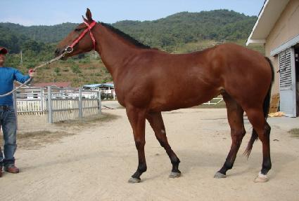 �Ѱ赹�� ����