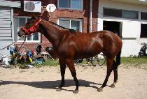 ������Ÿ�̰� (LOVELY TIGER) ����