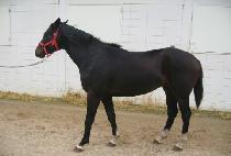 õ��ȣ�� (CHEONJI HORYEONG) ����