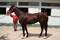 ��λ�ȣ���� (BAEKDUSAN HORANGI) ����