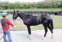 �̱׷����ħ (SINGGEUREOUNACHIM) ����