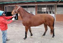 ���Ϸ��ֹ��� (SILEN AVENUE) ����