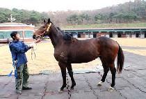 �Ҳɽ�ȭ (BULKKOTSINHWA) ����