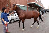 ĳ���н�ȭ (CAPITAL SINHWA) ����