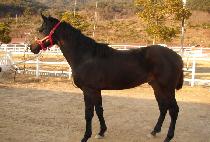 ����������� (SUNDAY HERO) ����