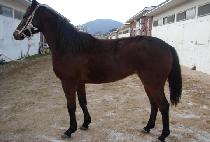 ������Ÿ (DOUBLE STAR) ����