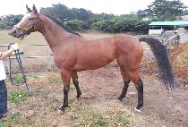 MUSTANG QUEEN picture