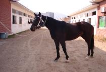 �¹����Ʈ (GOOD MOVEMENT) ����