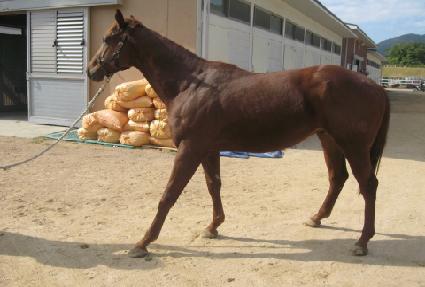 ���̾�Ʈŷ ����