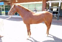 ��Ʋè�� (LITTLE CHAMP) ����