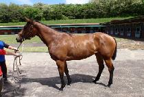 ������ε� (SAKURA ROAD) ����