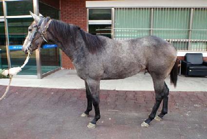 ������Ʈ���� ����