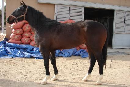 ������ ����