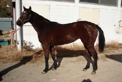 �¸���ī ����